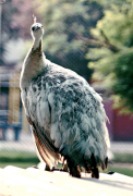 burung-merak 4 senarai